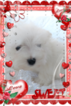 Small Photo #4 Maltese Puppy For Sale in DOUGLAS, GA, USA
