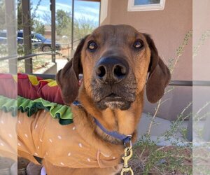 Basset Hound-Unknown Mix Dogs for adoption in Kanab, UT, USA
