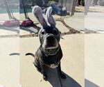 Small #1 Chinese Shar-Pei-Labrador Retriever Mix