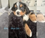 Puppy Blue Girl Bernese Mountain Dog