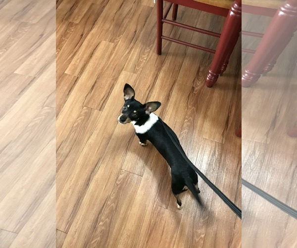 Medium Photo #3 Chiweenie Puppy For Sale in Minneapolis, MN, USA