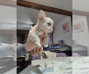 French Bulldog Puppy for sale in HIGHLAND VILL, TX, USA
