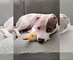 Small #31 Mutt