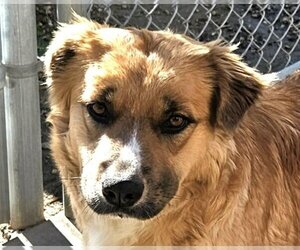 Mutt Dogs for adoption in Lake Forest, CA, USA