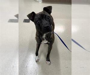 Mutt Dogs for adoption in Baytown, TX, USA