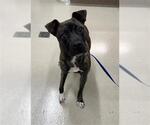 Small Mutt
