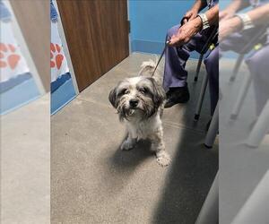 Shih Tzu-Unknown Mix Dogs for adoption in Houston, TX, USA
