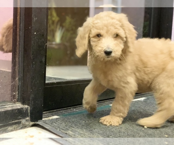Medium Photo #6 Poodle (Standard) Puppy For Sale in WILSONVILLE, OR, USA