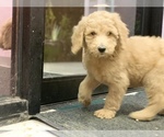 Small Photo #6 Poodle (Standard) Puppy For Sale in WILSONVILLE, OR, USA