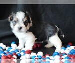 Small #3 Morkie