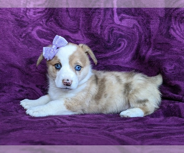 Medium Photo #5 Pembroke Welsh Corgi Puppy For Sale in GLEN ROCK, PA, USA