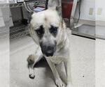 Small German Shepherd Dog