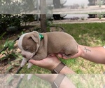 Small #7 Olde English Bulldogge