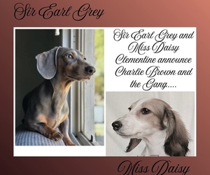 Father of the Dachshund puppies born on 11/01/2025