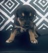 Small Photo #1 American Bulldog-German Shepherd Dog Mix Puppy For Sale in VILLA RICA, GA, USA