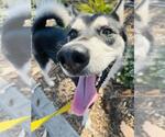 Small #1 Siberian Husky