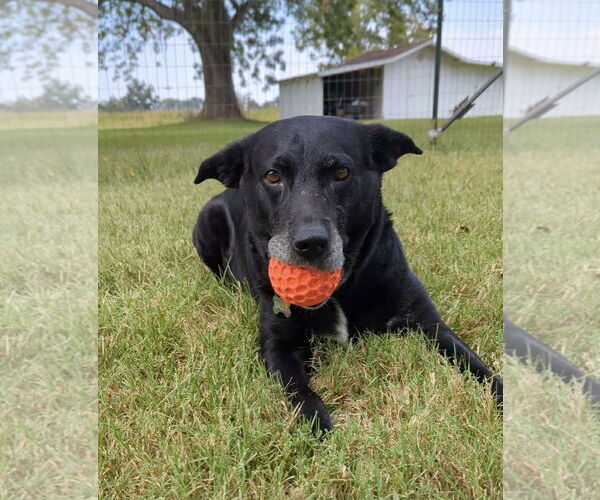 Medium Photo #17 Labrador Retriever-Unknown Mix Puppy For Sale in Oakhurst, NJ, USA