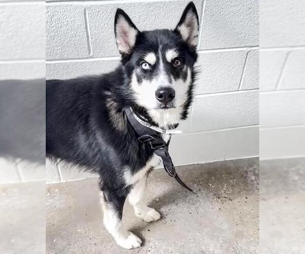 Medium Photo #2 Siberian Husky-Unknown Mix Puppy For Sale in Houston, TX, USA