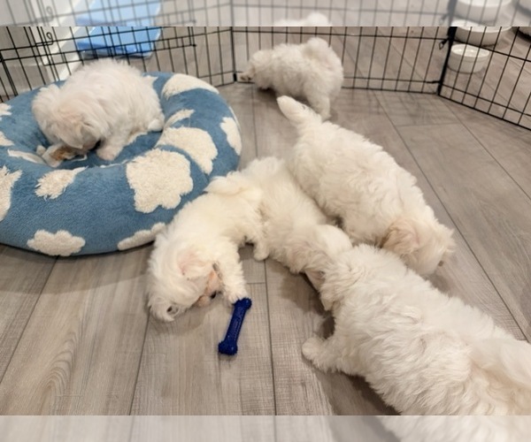 Medium Photo #2 Maltese Puppy For Sale in SANTA CLARITA, CA, USA