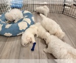 Small #1 Maltese