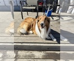 Small Photo #1 Collie Puppy For Sale in Calgary, Alberta, Canada