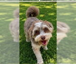 Small Hava-Apso