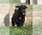 Small Photo #18 Poodle (Standard) Puppy For Sale in GARWOOD, TX, USA