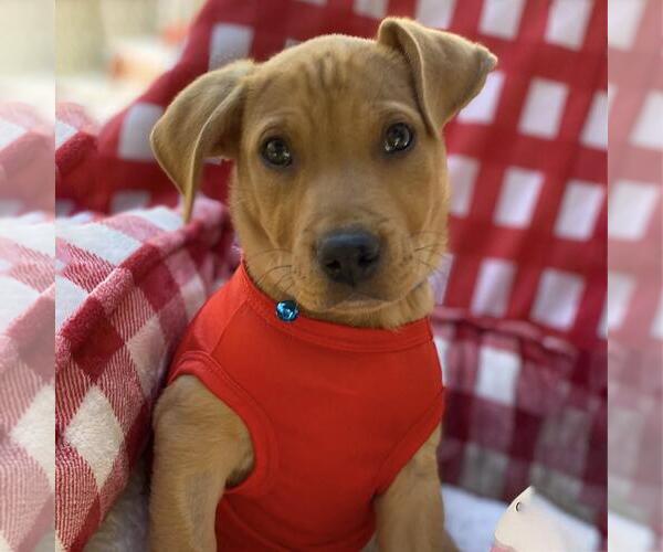 Medium Photo #12 Labrador Retriever-Unknown Mix Puppy For Sale in San Diego, CA, USA