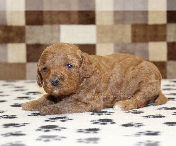 Medium Photo #2 Cavapoo (Miniature) Puppy For Sale in DENVER, PA, USA