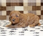 Small #1 Cavapoo (Miniature)