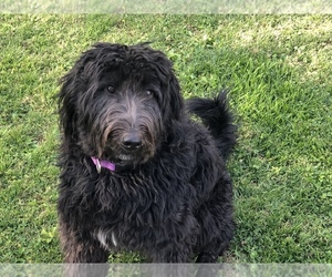 Labradoodle Puppy for sale in PATOKA, IN, USA