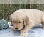Small Photo #11 Golden Retriever Puppy For Sale in MILLERSBURG, OH, USA