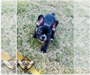 French Bulldog Puppy for sale in ATHENS, GA, USA