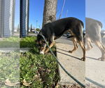Small #2 Doberman Pinscher Mix