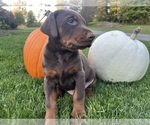Small #3 Doberman Pinscher