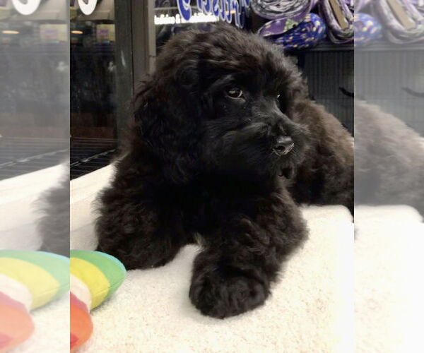 Medium Photo #2 Cockapoo Puppy For Sale in Lincolnwood, IL, USA