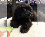 Small #1 Cockapoo