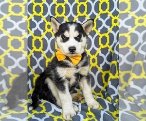 Siberian Husky Puppy for sale in QUARRYVILLE, PA, USA