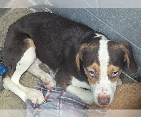 Medium Photo #3 Mutt Puppy For Sale in Evansville, IN, USA