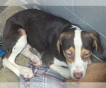 Small #2 Mutt