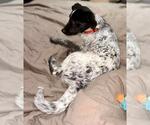 Small #1 German Shorthaired Pointer Mix