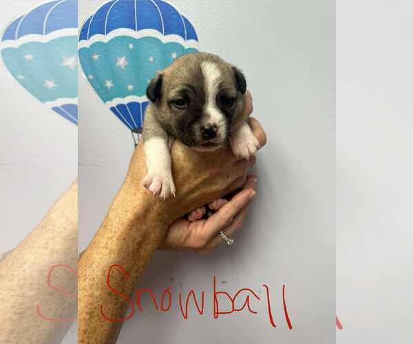 Medium Photo #2 Mutt Puppy For Sale in GILBERTS, IL, USA