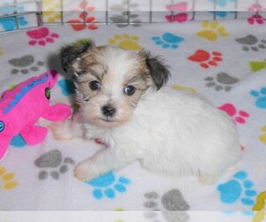 Morkie Puppy for sale in ORO VALLEY, AZ, USA