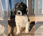 Puppy Crystal Bernedoodle