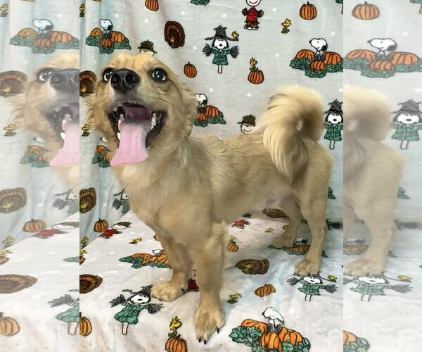 Medium Photo #3 Dameranian Puppy For Sale in Wetumpka, AL, USA