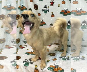 261666  Heinz - Male Dameranian Dog for Adoption - Photo #3