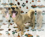 Small Photo #3 Dameranian Puppy For Sale in Wetumpka, AL, USA