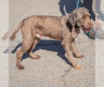 Small Photo #5 Chocolate Labrador retriever-Unknown Mix Puppy For Sale in Huntley, IL, USA