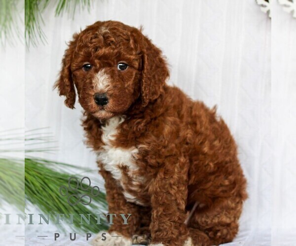 Medium Photo #4 Goldendoodle (Miniature) Puppy For Sale in LITITZ, PA, USA