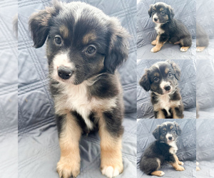 Miniature Australian Shepherd Puppy for sale in BROOKER, FL, USA
